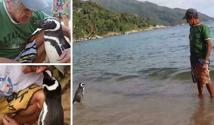 In 2011, A Brazilian Fisherman Rescued An Oil-Covered Penguin And Nursed It Back To Health. Since Then, The Penguin Swims 5,000 Miles Each Year To Visit Him, Spending The Rest Of The Time Mating In Argentina