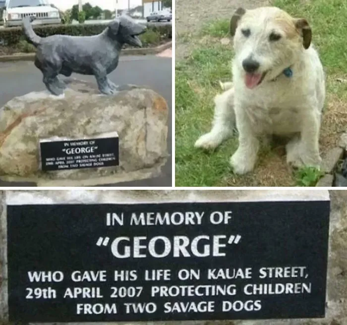 George, Jack Russell Terrier Who Saved Five Kids From A Vicious Attack By Two Savage Dogs