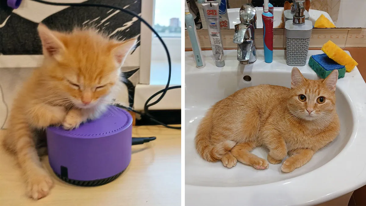 30 Wholesome Pics Of Kittens Growing Into Cats, As Shared On The “Cat Grows” Group (New Pics)