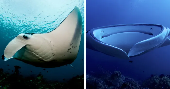 The True Titans Of The Deep: 30 Massive Underwater Creatures