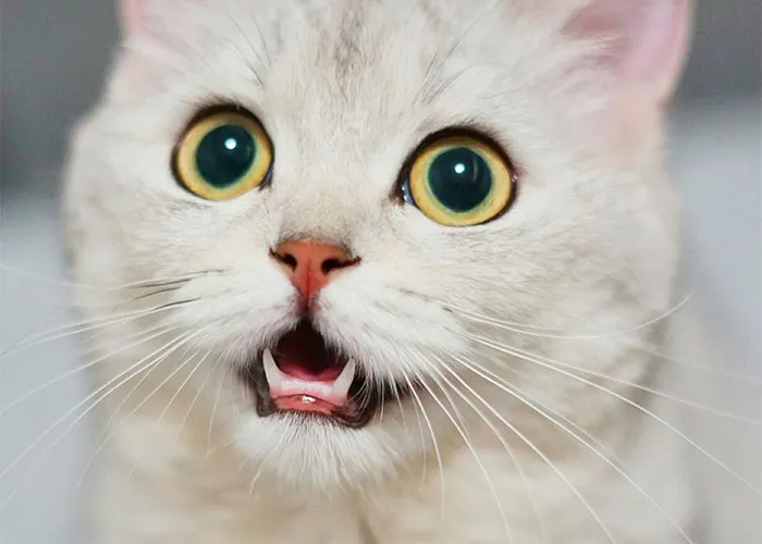 40 Times People Were Not Prepared To Overhear The Conversations They Did