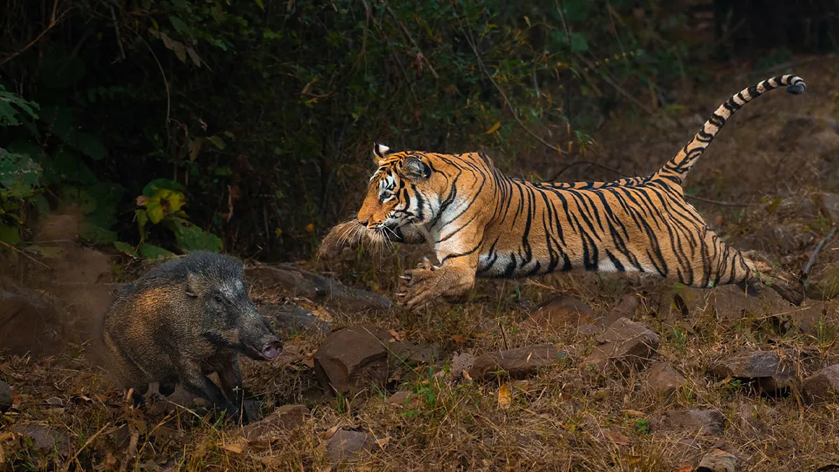 30 Of The Most Impressive Images From The 2024 Nature “inFocus” Photography Contest