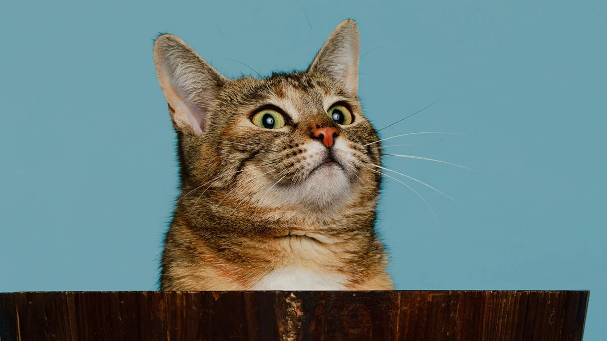 10 Funny Pet Expressions That Might Make You Smile 