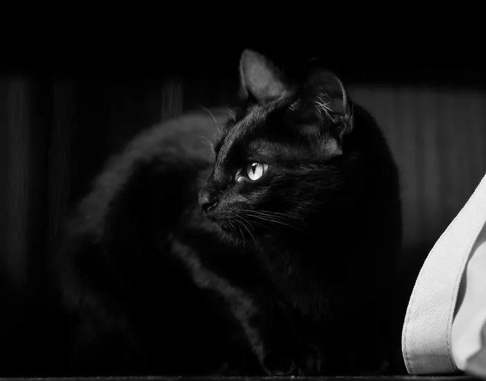 “A Black Cat Crossing Your Path Is A Sign Of Bad Luck”