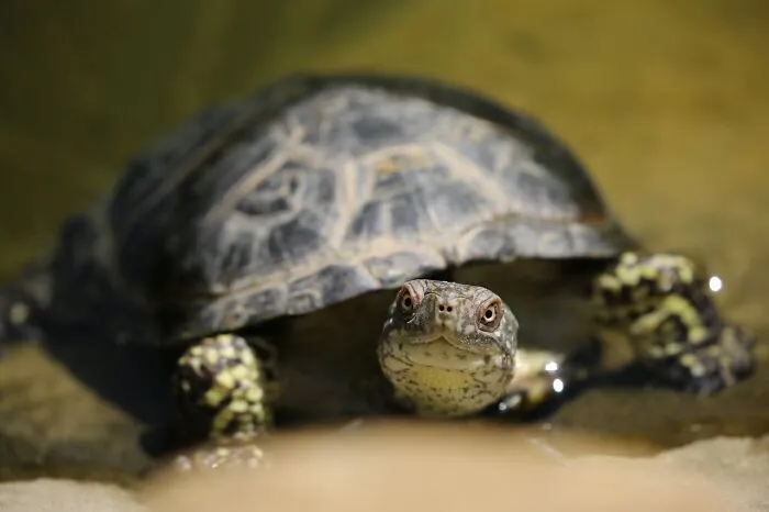 50 Cool And Interesting Facts People Learned About Animals
