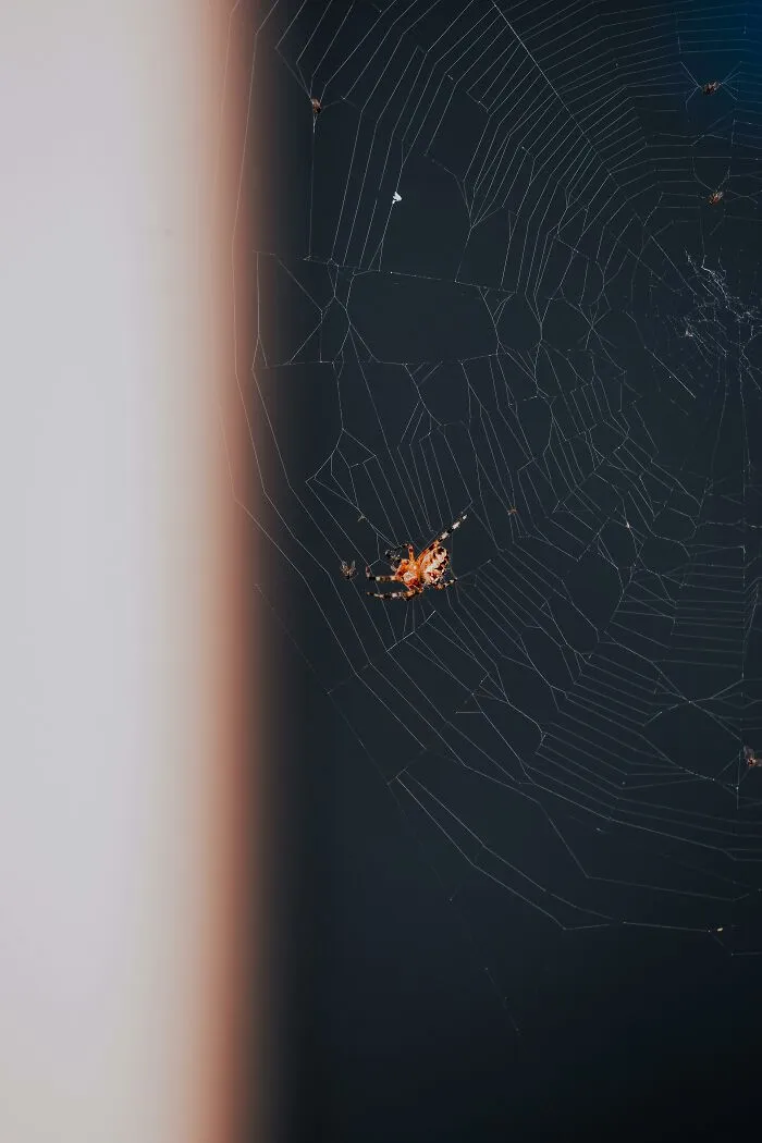 “Finding A Spider In Your House Means Good Fortune”