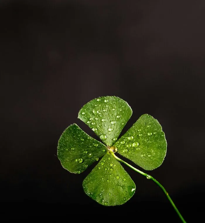 “A Four-Leaf Clover Is A Sign Of Good Luck”