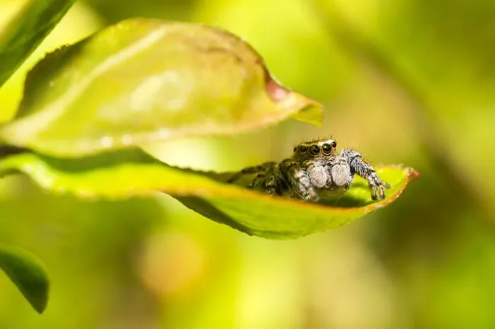 50 Cool And Interesting Facts People Learned About Animals