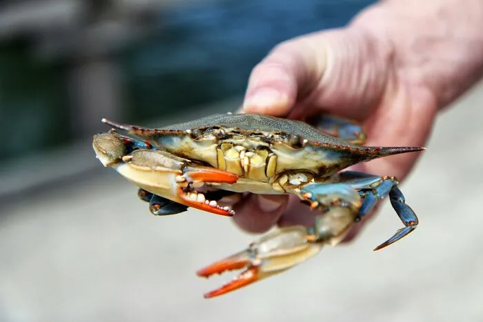 Hand holding a crab outdoors, symbolizing a humorous moment in an overheard conversation scenario.