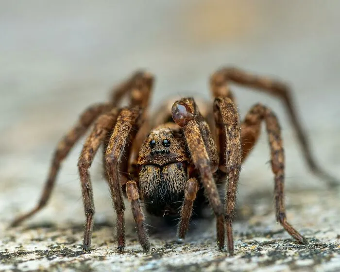 50 Cool And Interesting Facts People Learned About Animals