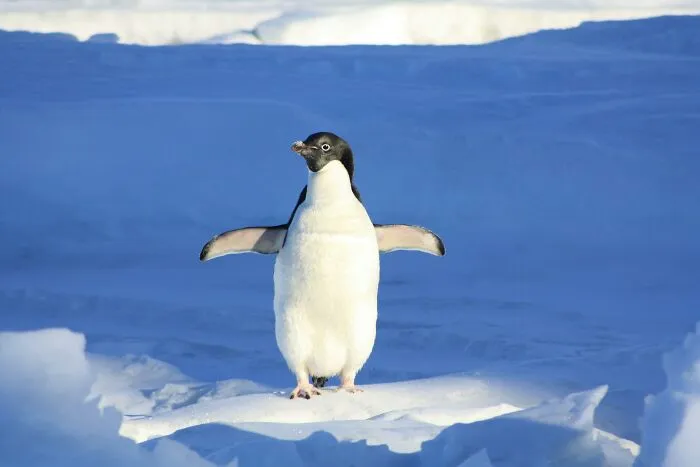 50 Weird Facts No One Really Asked For, But They’re Pretty Neat To Know (New Facts)