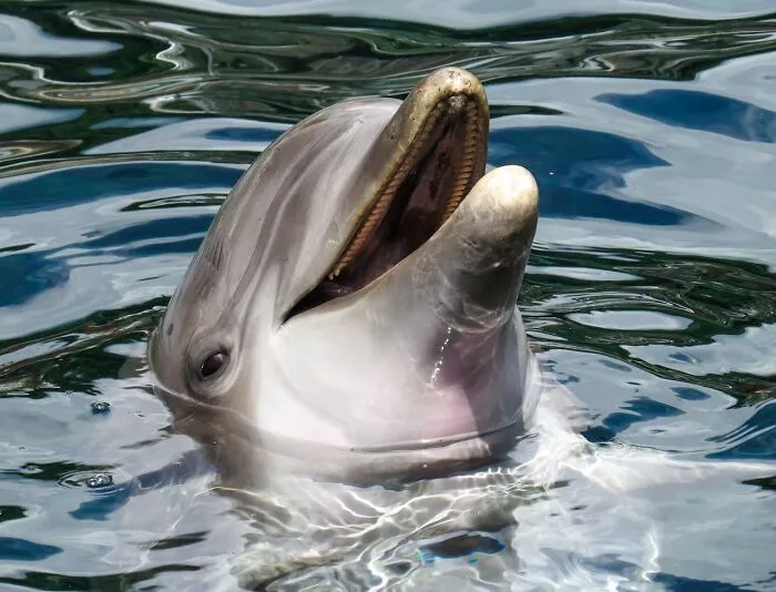 50 Cool And Interesting Facts People Learned About Animals