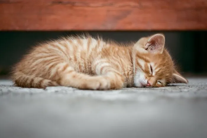 50 Cool And Interesting Facts People Learned About Animals