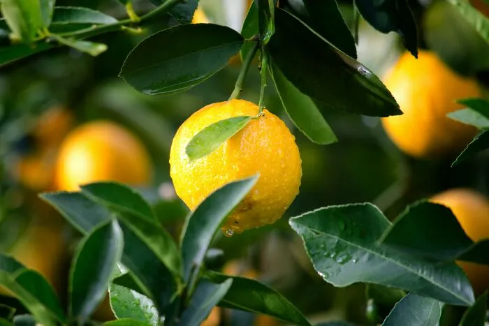 Lemons