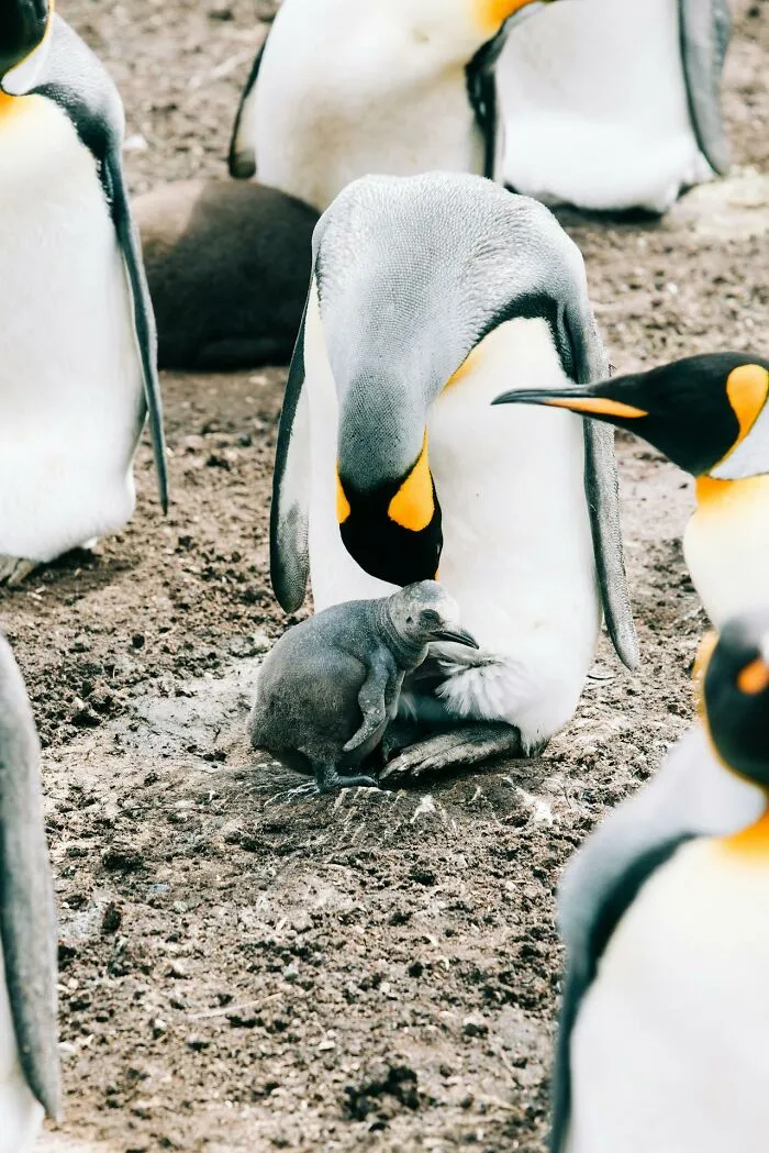 50 Cool And Interesting Facts People Learned About Animals