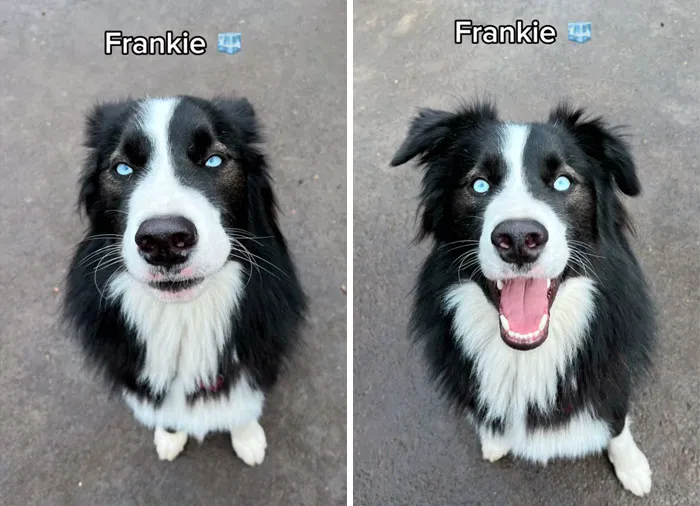Incredibly Wholesome Before And After Images of 17 Dogs Being Told They’re A Good Boy/Girl