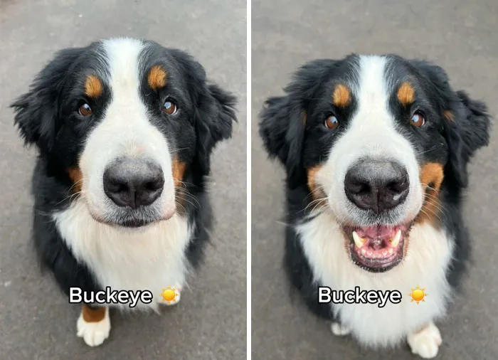 Incredibly Wholesome Before And After Images of 17 Dogs Being Told They’re A Good Boy/Girl