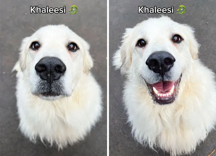 Incredibly Wholesome Before And After Images of 17 Dogs Being Told They’re A Good Boy/Girl