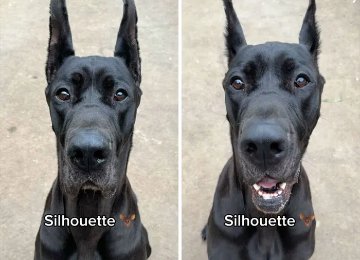 Incredibly Wholesome Before And After Images of 17 Dogs Being Told They’re A Good Boy/Girl