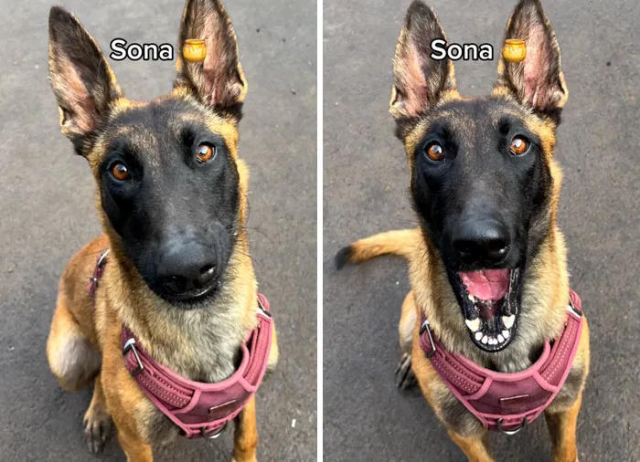Incredibly Wholesome Before And After Images of 17 Dogs Being Told They’re A Good Boy/Girl