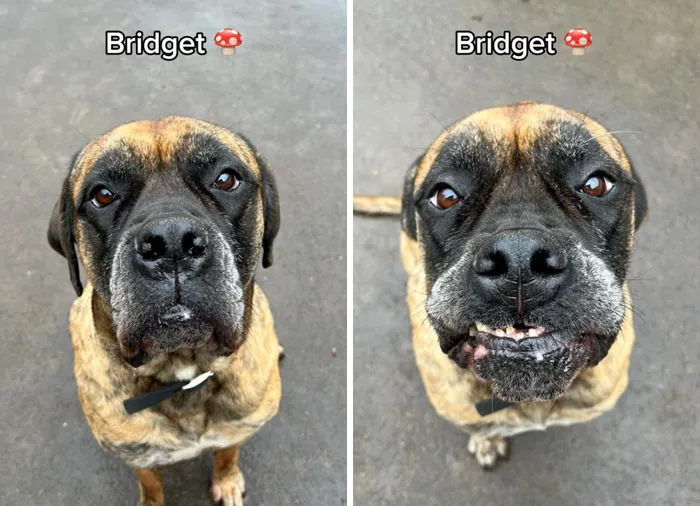 Incredibly Wholesome Before And After Images of 17 Dogs Being Told They’re A Good Boy/Girl