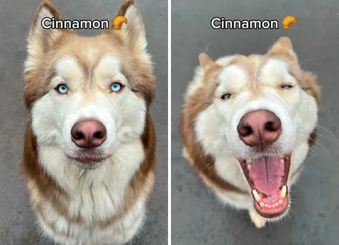 Incredibly Wholesome Before And After Images of 17 Dogs Being Told They’re A Good Boy/Girl