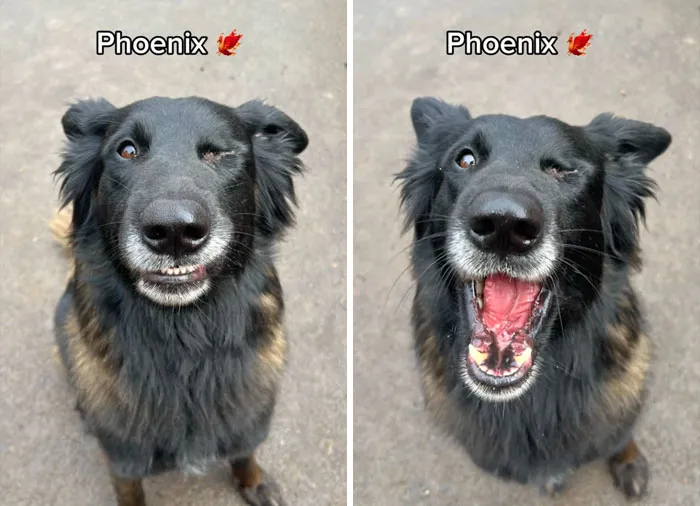 Incredibly Wholesome Before And After Images of 17 Dogs Being Told They’re A Good Boy/Girl