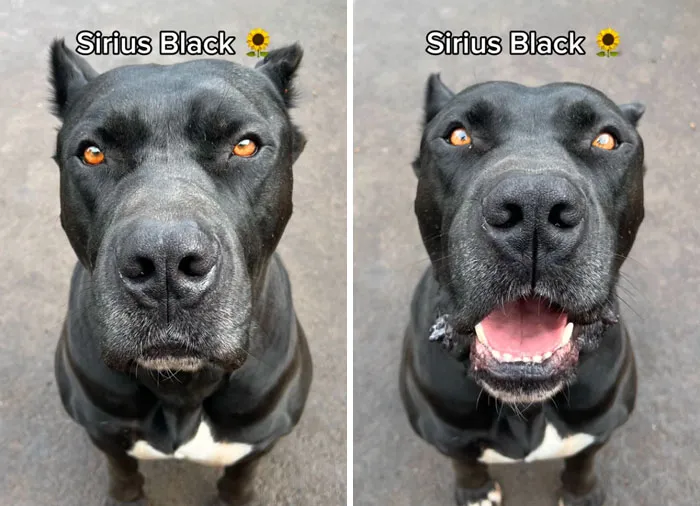 Incredibly Wholesome Before And After Images of 17 Dogs Being Told They’re A Good Boy/Girl