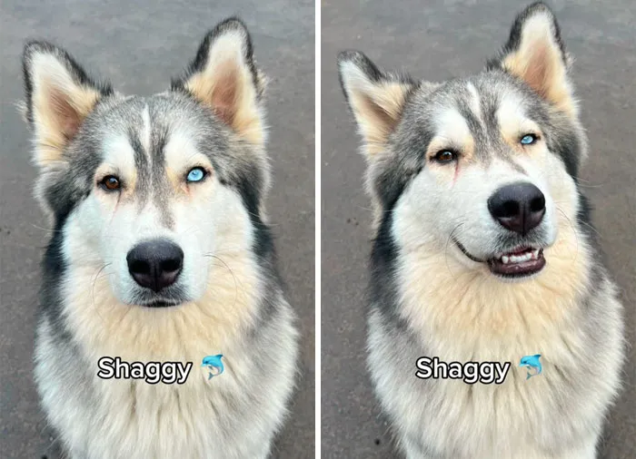 Incredibly Wholesome Before And After Images of 17 Dogs Being Told They’re A Good Boy/Girl