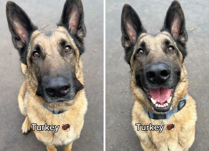 Incredibly Wholesome Before And After Images of 17 Dogs Being Told They’re A Good Boy/Girl