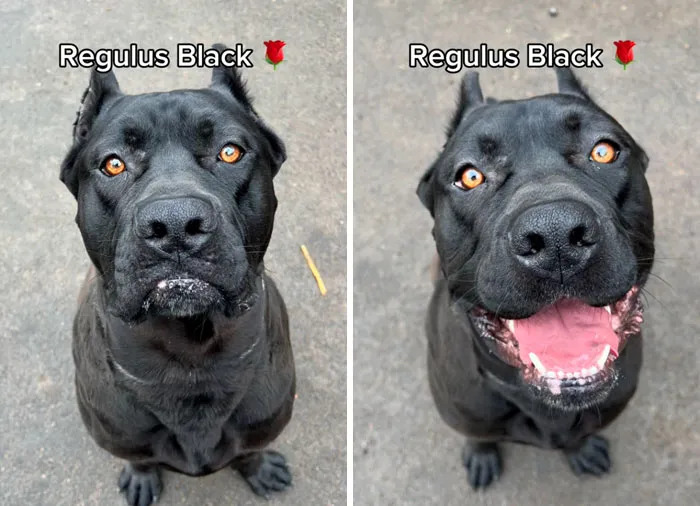 Incredibly Wholesome Before And After Images of 17 Dogs Being Told They’re A Good Boy/Girl