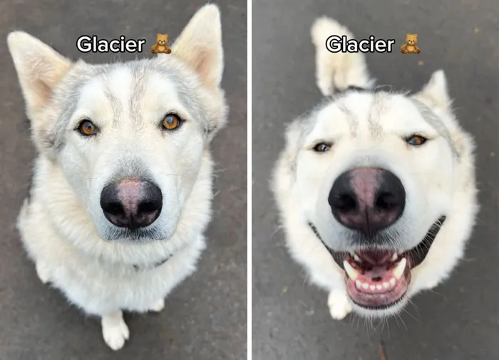 Incredibly Wholesome Before And After Images of 17 Dogs Being Told They’re A Good Boy/Girl