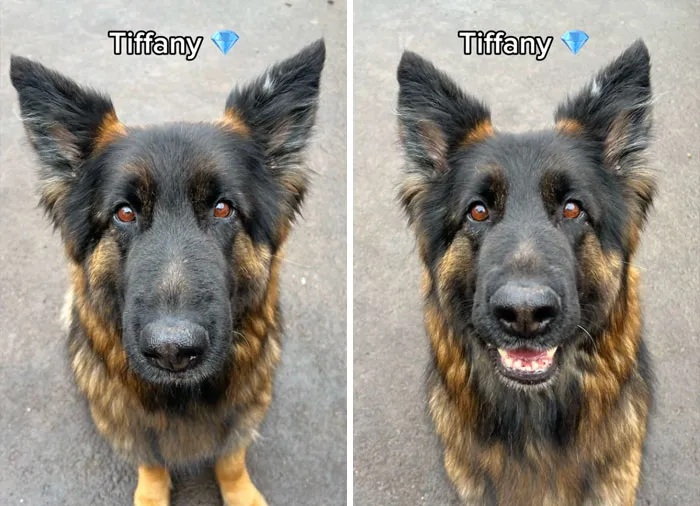 Incredibly Wholesome Before And After Images of 17 Dogs Being Told They’re A Good Boy/Girl