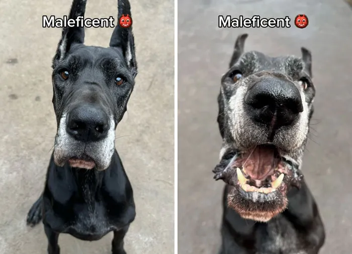 Incredibly Wholesome Before And After Images of 17 Dogs Being Told They’re A Good Boy/Girl