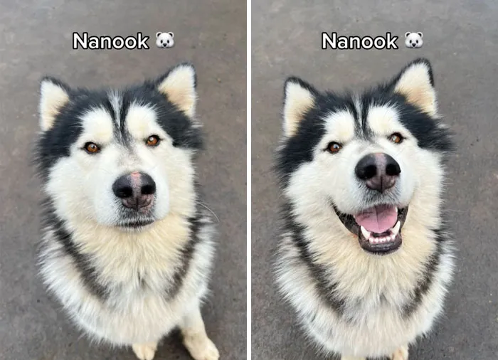 Incredibly Wholesome Before And After Images of 17 Dogs Being Told They’re A Good Boy/Girl