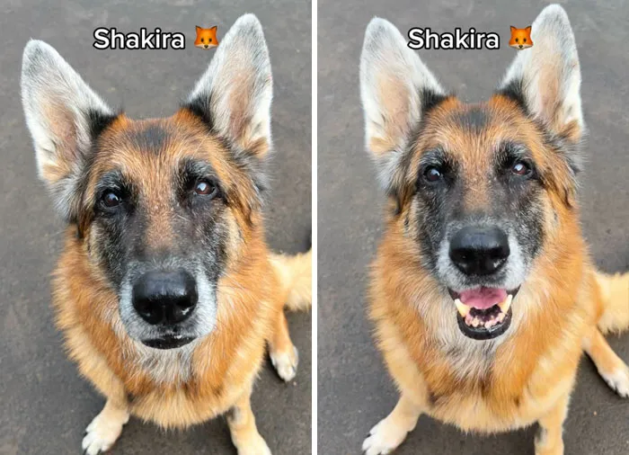 Incredibly Wholesome Before And After Images of 17 Dogs Being Told They’re A Good Boy/Girl