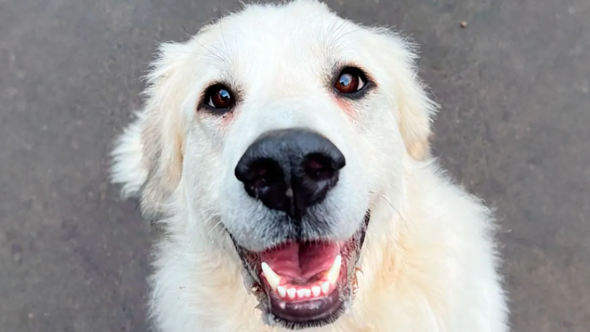 Incredibly Wholesome Before And After Images of 17 Dogs Being Told They’re A Good Boy/Girl
