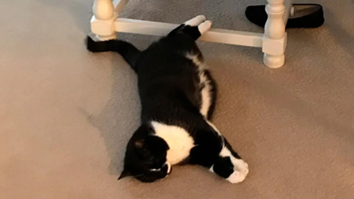 50 Funny Cat Memes To Brighten Up Your Day If The World Feels Like A Cat-astrophe Right Now (New Pics)