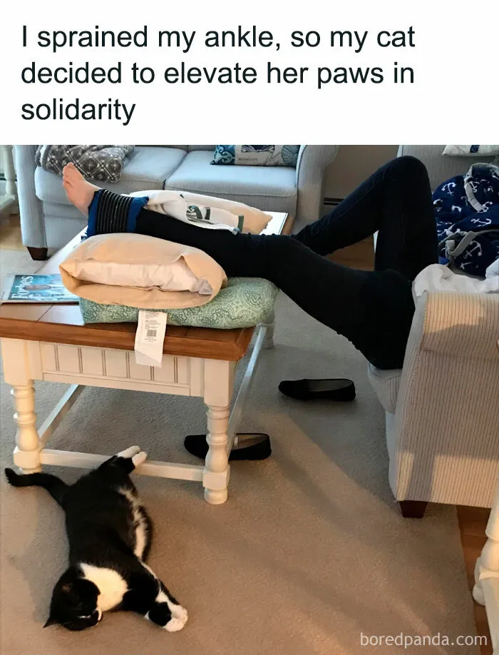 50 Funny Cat Memes To Brighten Up Your Day If The World Feels Like A Cat-astrophe Right Now (New Pics)