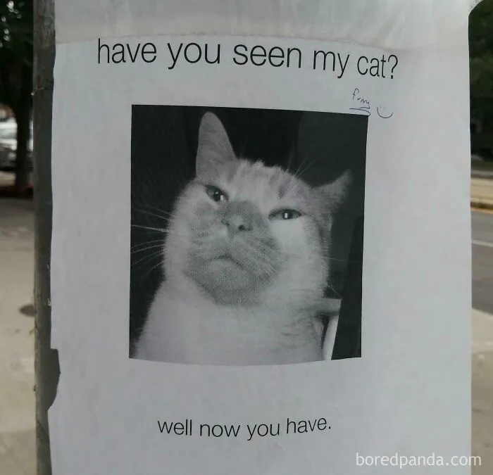 50 Funny Cat Memes To Brighten Up Your Day If The World Feels Like A Cat-astrophe Right Now (New Pics)