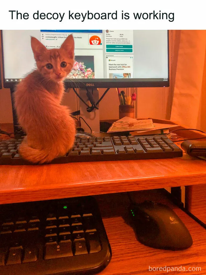 50 Funny Cat Memes To Brighten Up Your Day If The World Feels Like A Cat-astrophe Right Now (New Pics)