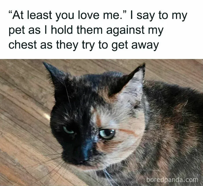 50 Funny Cat Memes To Brighten Up Your Day If The World Feels Like A Cat-astrophe Right Now (New Pics)