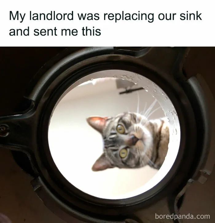 50 Funny Cat Memes To Brighten Up Your Day If The World Feels Like A Cat-astrophe Right Now (New Pics)