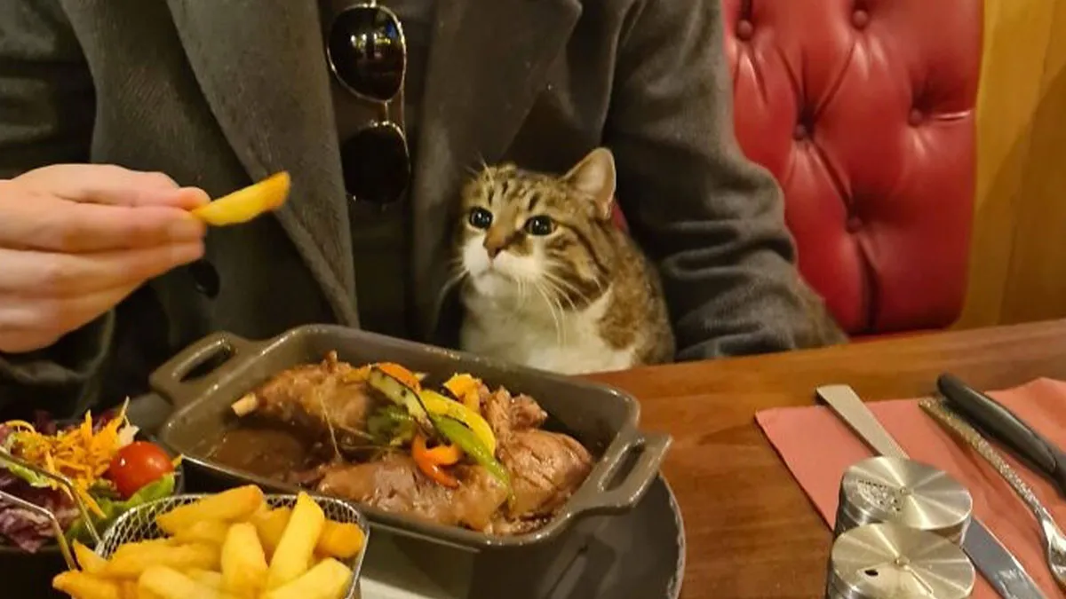 44 Absolutely Adorable Photos Of Animals Staring Hungrily At People’s Plates