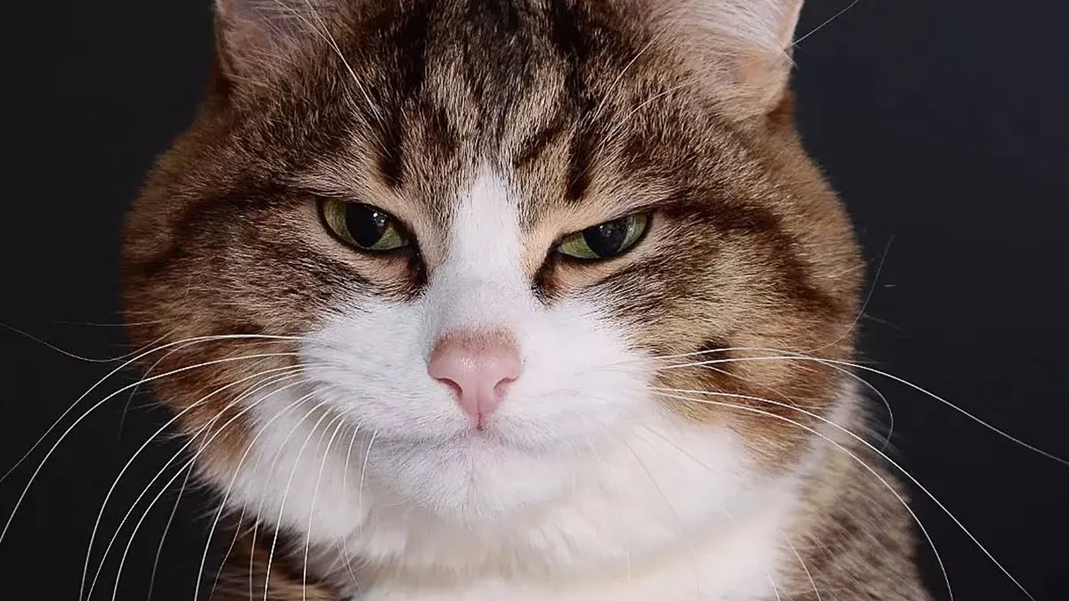 Meet Rexie, The Handicapped Cat Who Steals People's Hearts With The Cutest Bleps And Mlems (30 Pics)