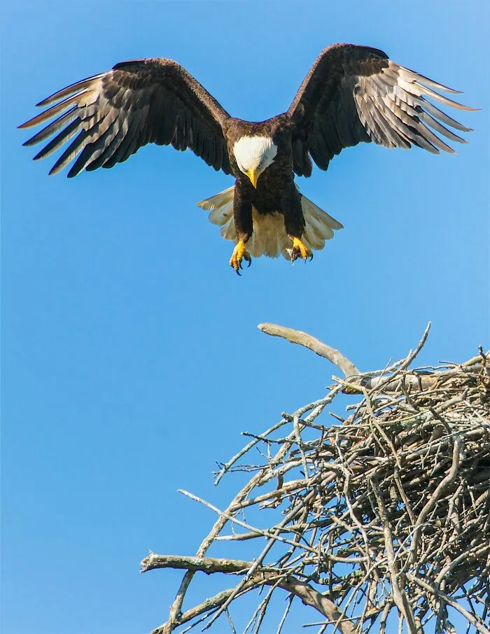 Eagle gracefully landing on a nest under a clear blue sky, capturing fun animal behavior in nature.
