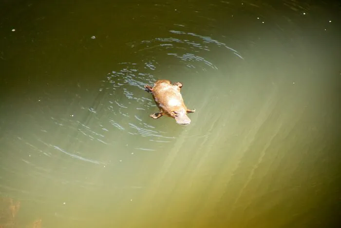 Platypus swimming in murky water, showcasing adorable and fun animal behavior.