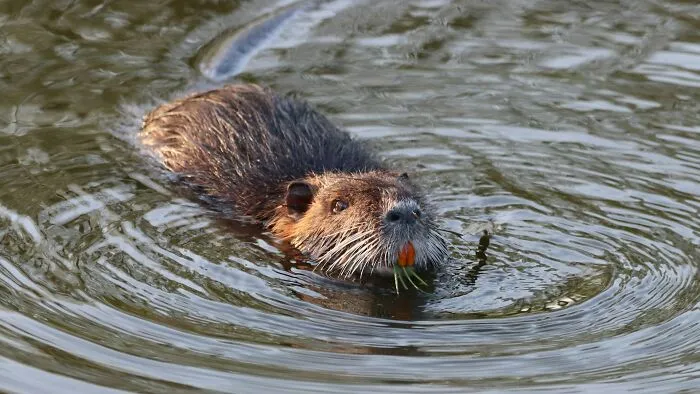 50 Cool And Interesting Facts People Learned About Animals