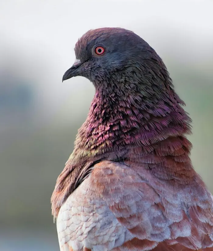 Close-up of a colorful pigeon, highlighting its iridescent feathers, representing adorable animal facts.