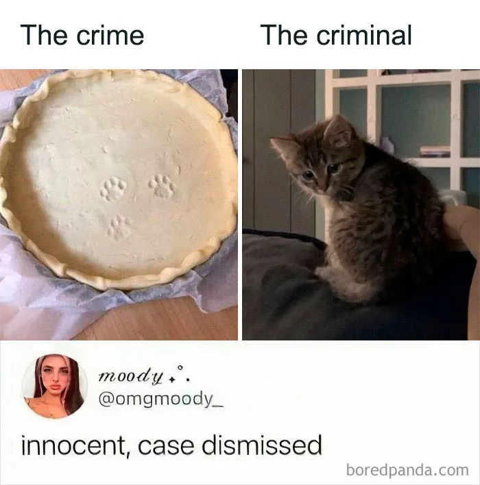 50 Funny Cat Memes To Brighten Up Your Day If The World Feels Like A Cat-astrophe Right Now (New Pics)